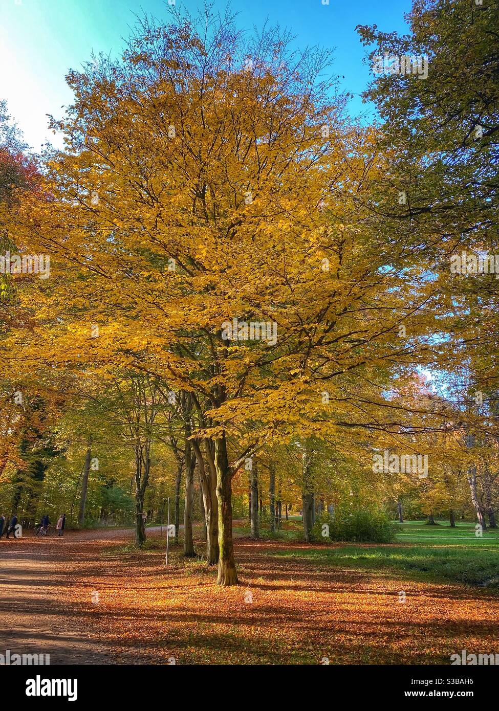 Autunno d'oro in un parco a Monaco. - Immagine stock catturata con smartphone