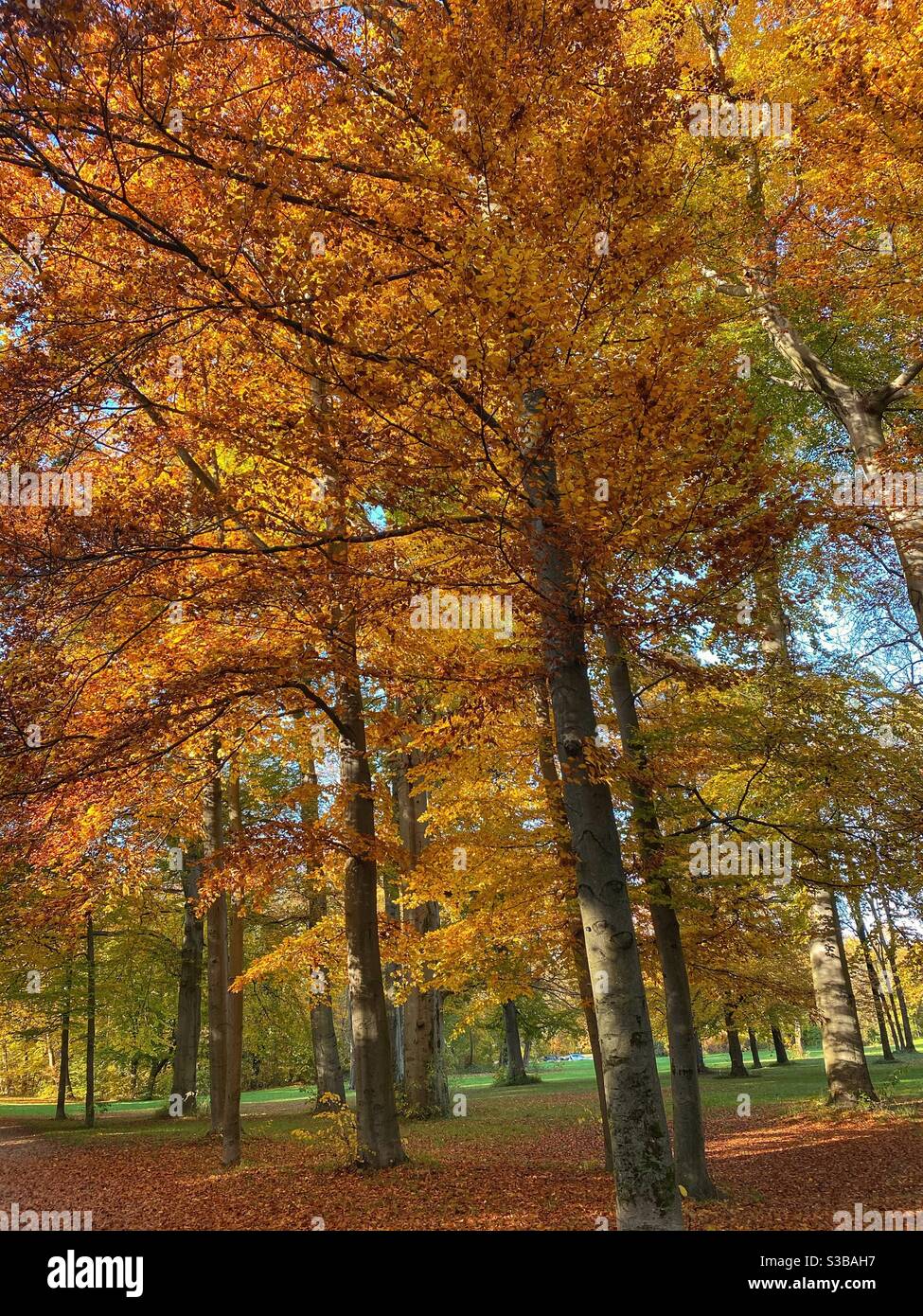 Alberi di colore autunnale in un parco a Monaco. - Immagine stock catturata con smartphone