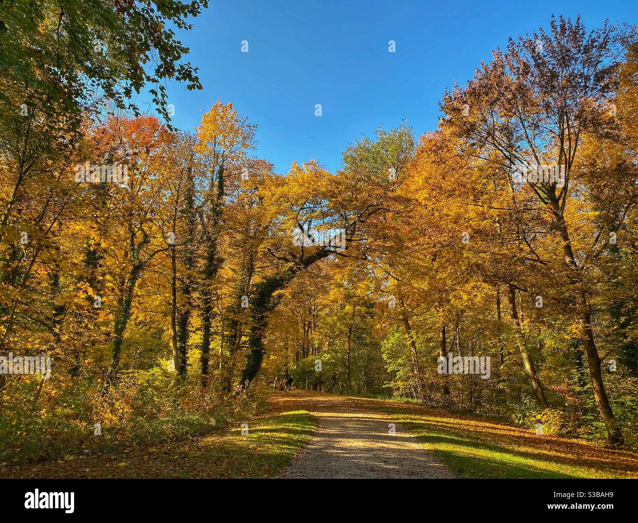 Strada verso alberi colorati in autunno in un parco a Monaco. - Immagine stock catturata con smartphone