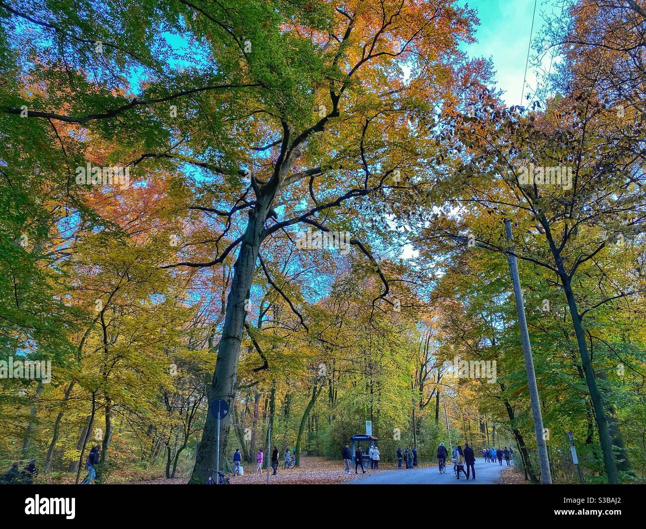Persone che camminano tra gli alberi alti di colore autunnale vicino alla fermata dell'autobus "Chinesischer Turm" nel parco Englischer Garten di Monaco. - Immagine stock catturata con smartphone