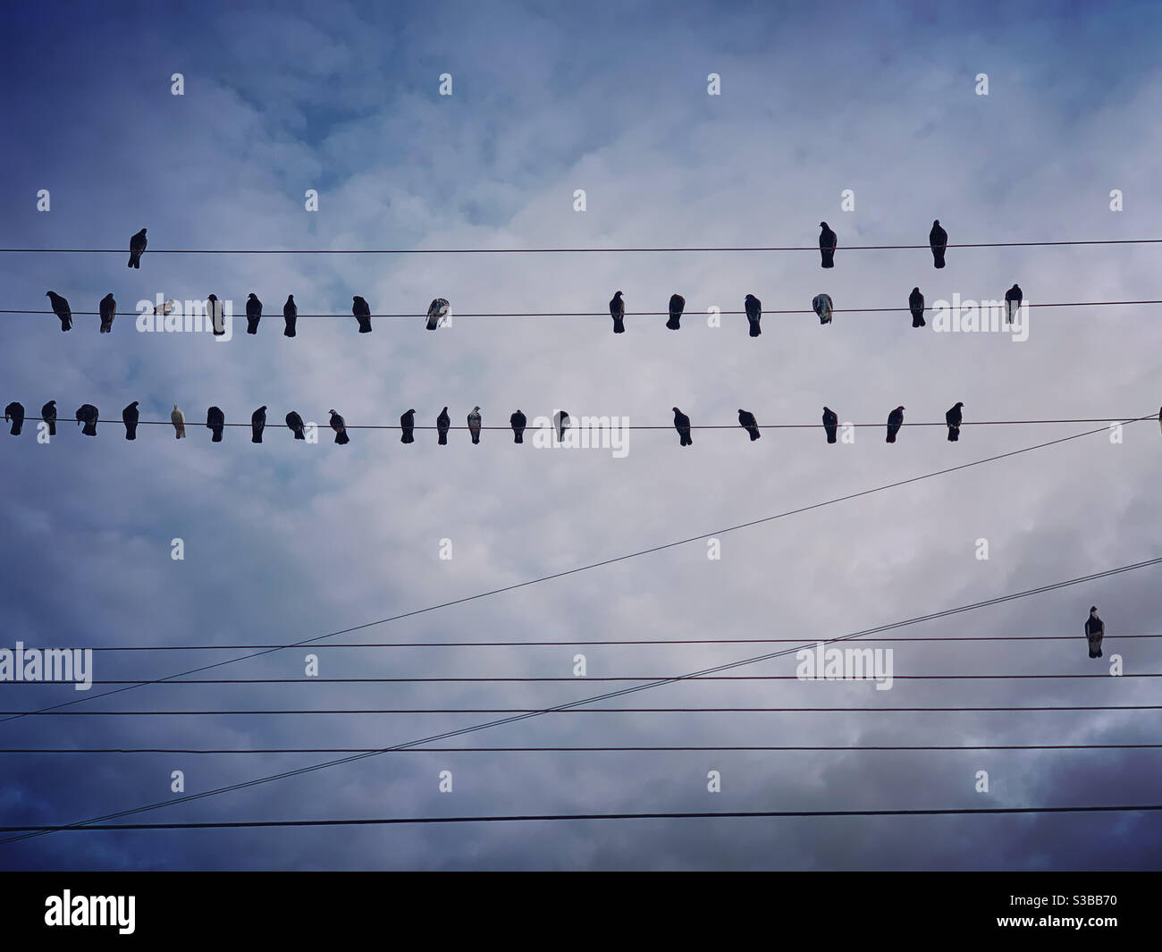 Uccelli su un filo Foto Stock