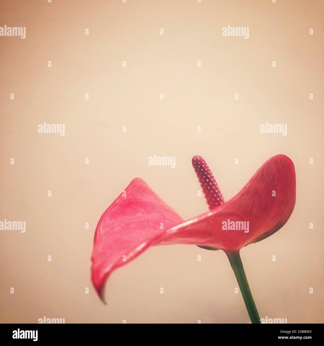 Foto di un singolo fiore di anhurium su uno sfondo semplice. - Immagine stock catturata con smartphone