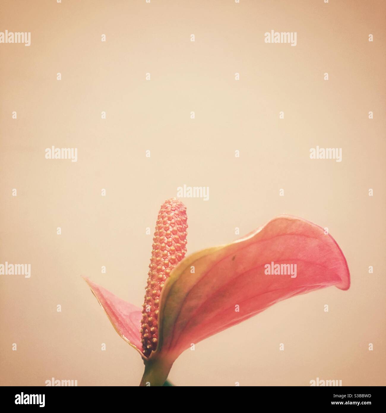 Foto di un singolo fiore di anhurium su uno sfondo semplice. Foto Stock
