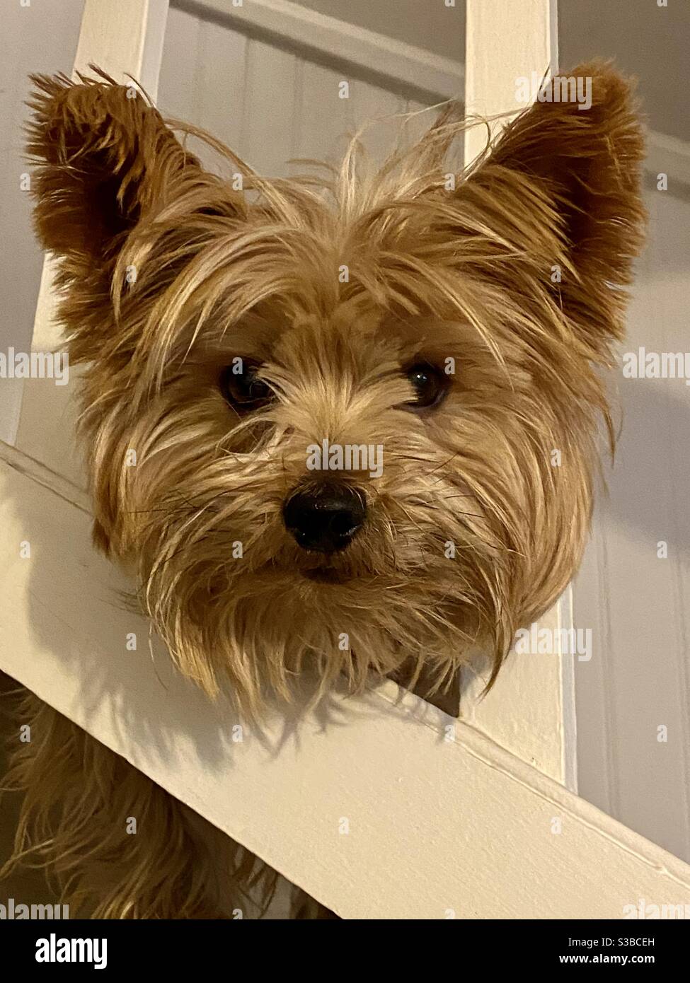 Yorkshire Terrier - Immagine stock catturata con smartphone