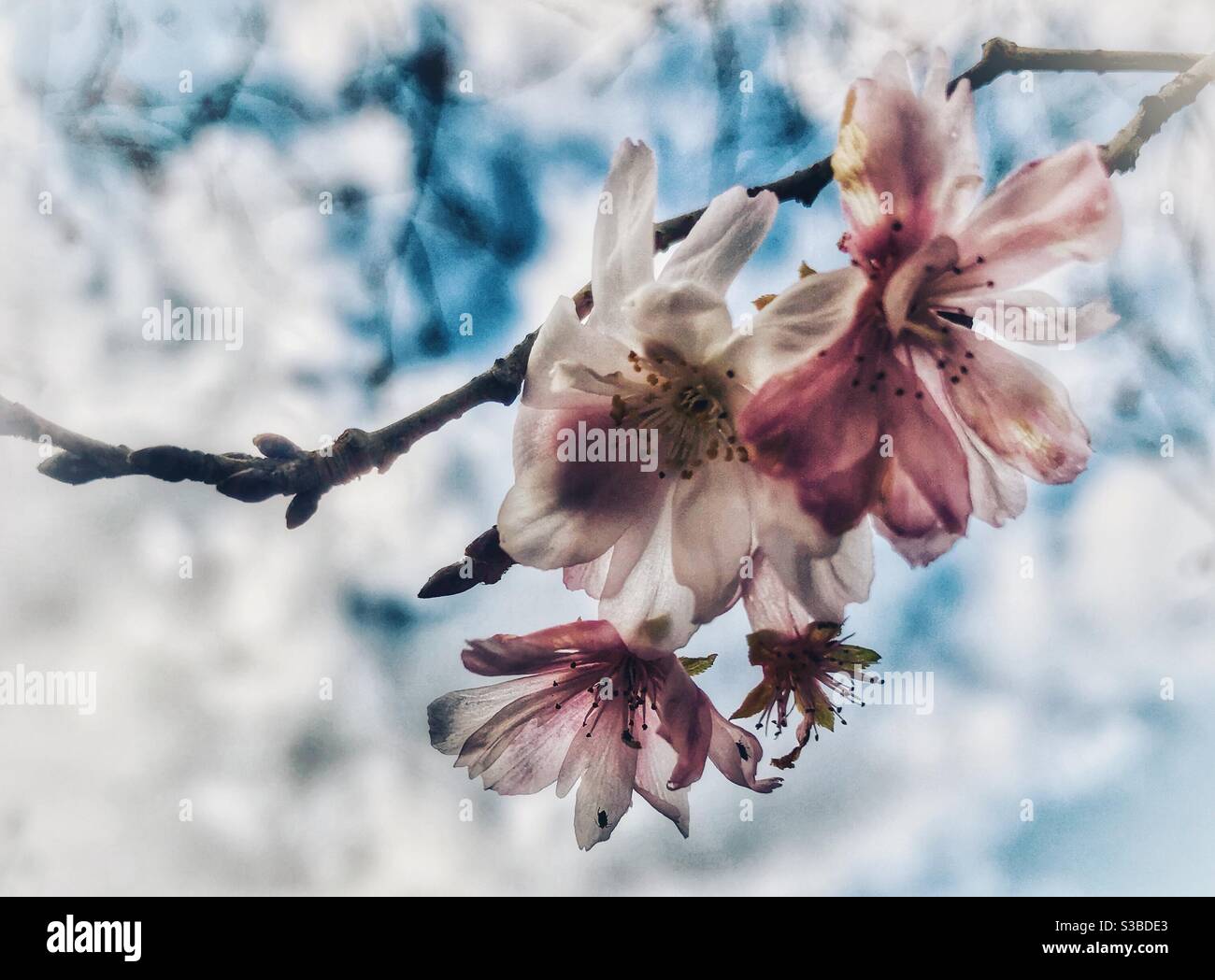 L'albero di ciliegio giapponese fiorisce instagionabilmente nel mese di novembre, Carolina del Nord - Immagine stock catturata con smartphone