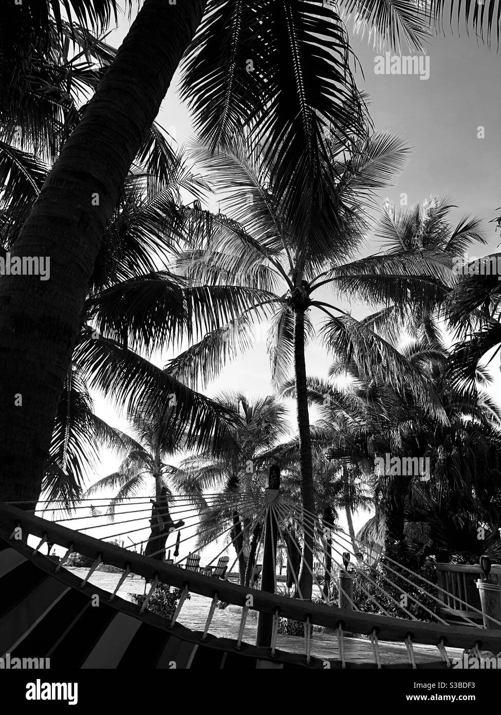 Fotografia in bianco e nero che si affaccia sulle palme da un'amaca. Foto Stock