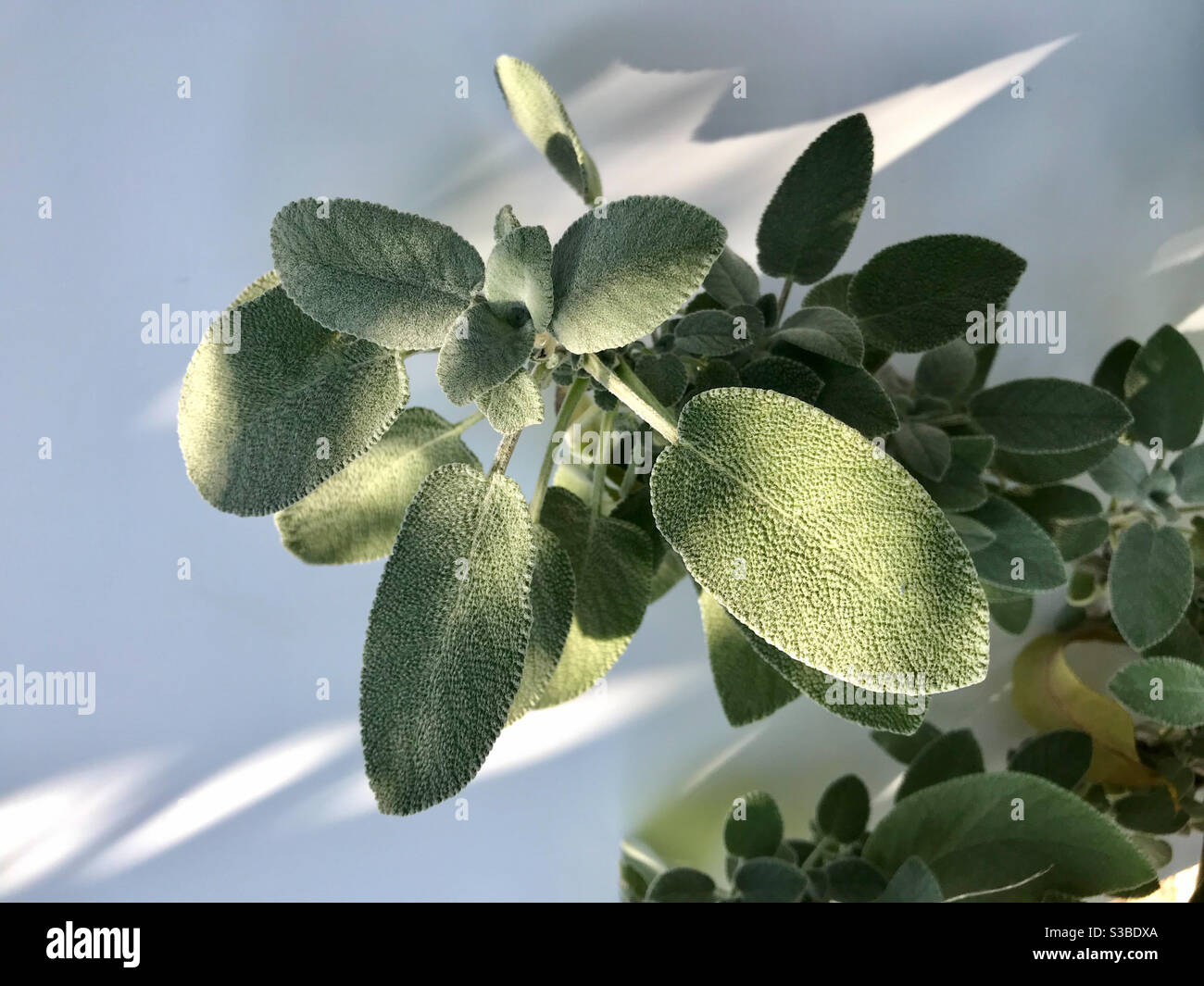 salvia, pianta medicinale con foglie verdi e pelose e ruvide su sfondo bianco - Immagine stock catturata con smartphone