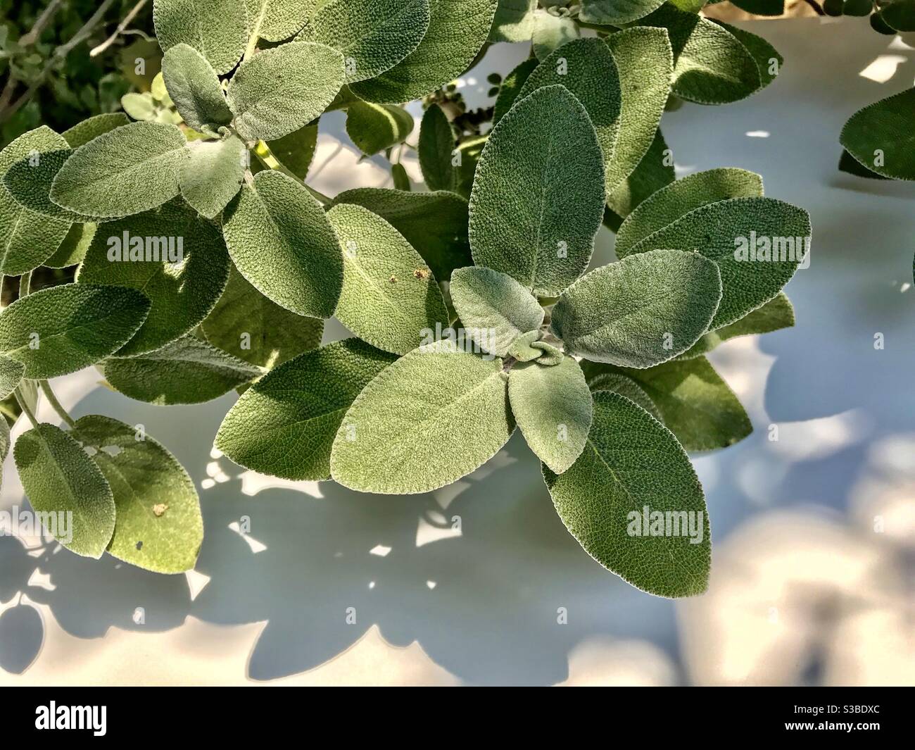 salvia, pianta medicinale con foglie verdi e pelose e ruvide su sfondo bianco Foto Stock