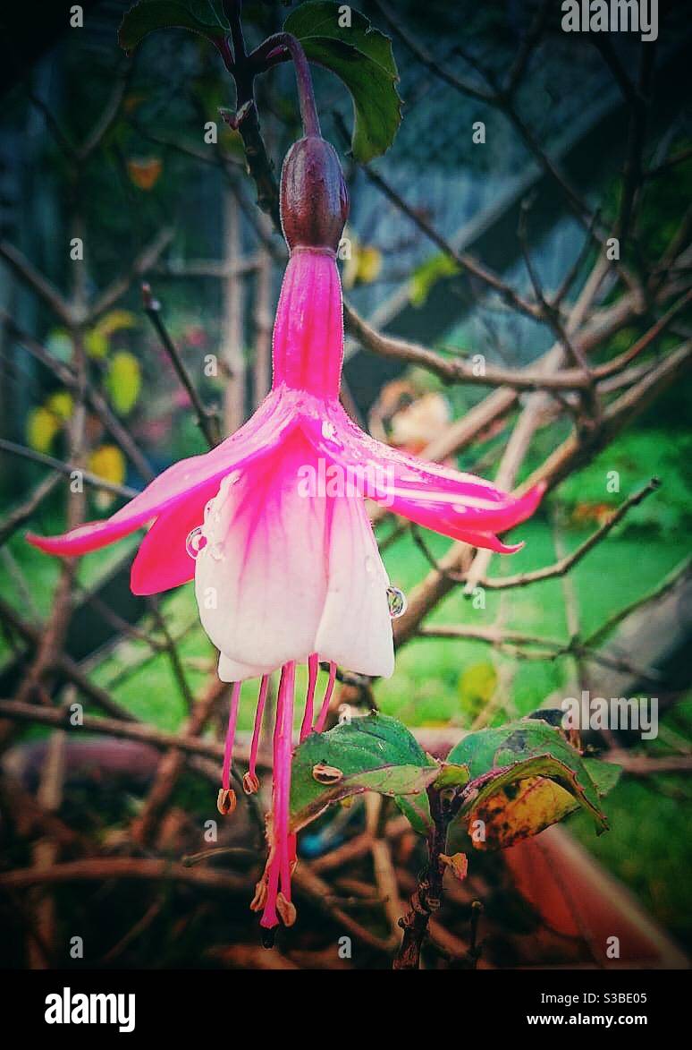 Una fotografia di una delicata fioritura di fucsia in un giardino Foto Stock