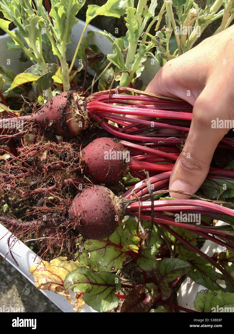 Piante di barbabietole coltivate in casa - Immagine stock catturata con smartphone