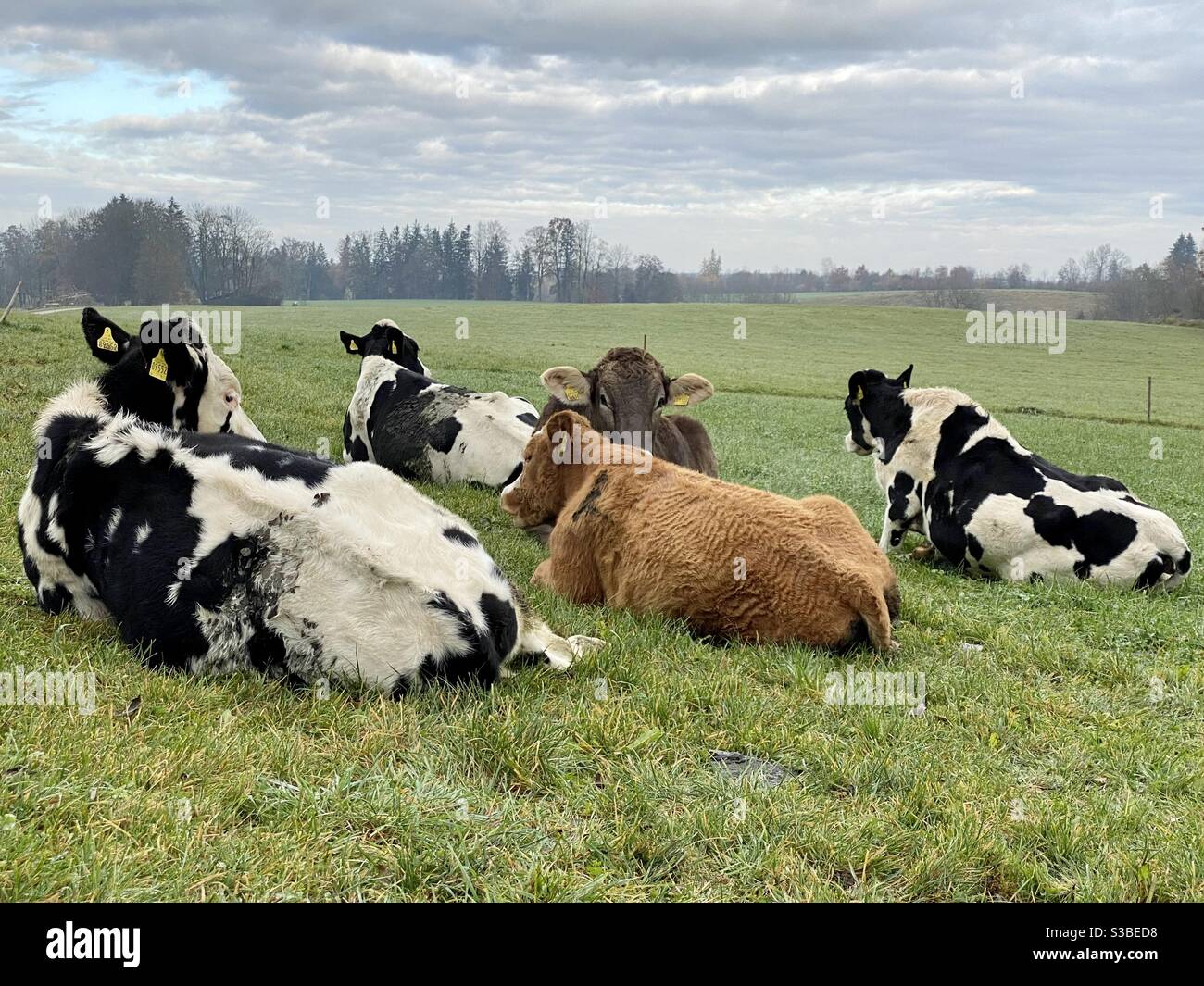 Mandria di vacche da latte che riposano in un pascolo verde Foto Stock