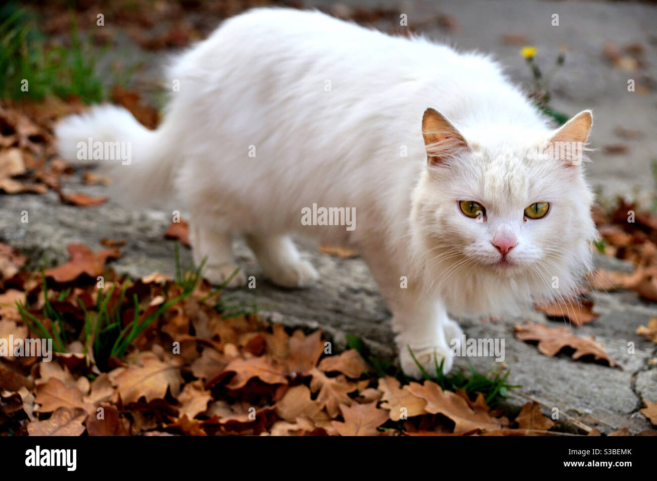 Gatto soffice e bianco cauto che si allontana tra le foglie autunnali Foto Stock