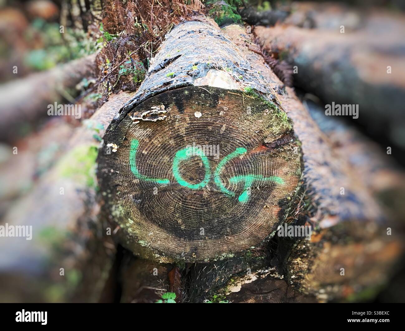 Una pila di tronchi di legname tagliato con un LOG marcato Foto Stock