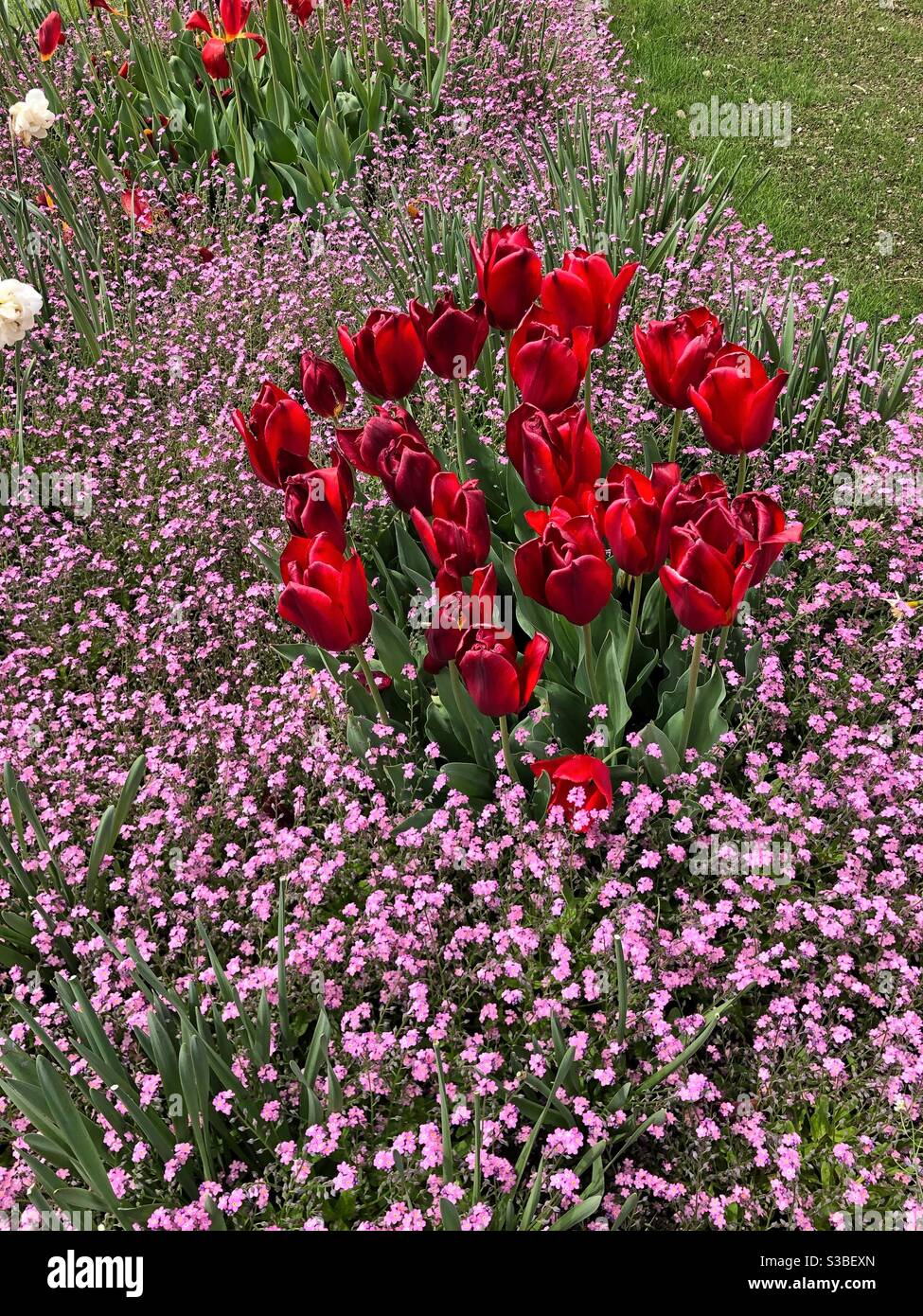 Tulipa Darwin Hybride - Oscar Liliaceae Foto Stock