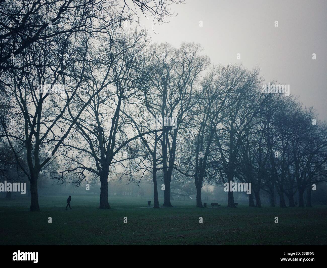 Un uomo cammina attraverso un viale invernale di platani nel Bruce Castle Park, Londra - Immagine stock catturata con smartphone