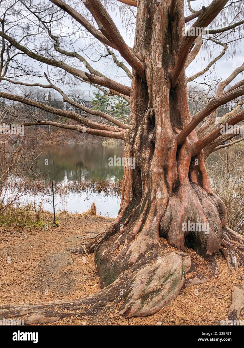 Un albero con radici spesse in un paesaggio autunnale. Foto Stock