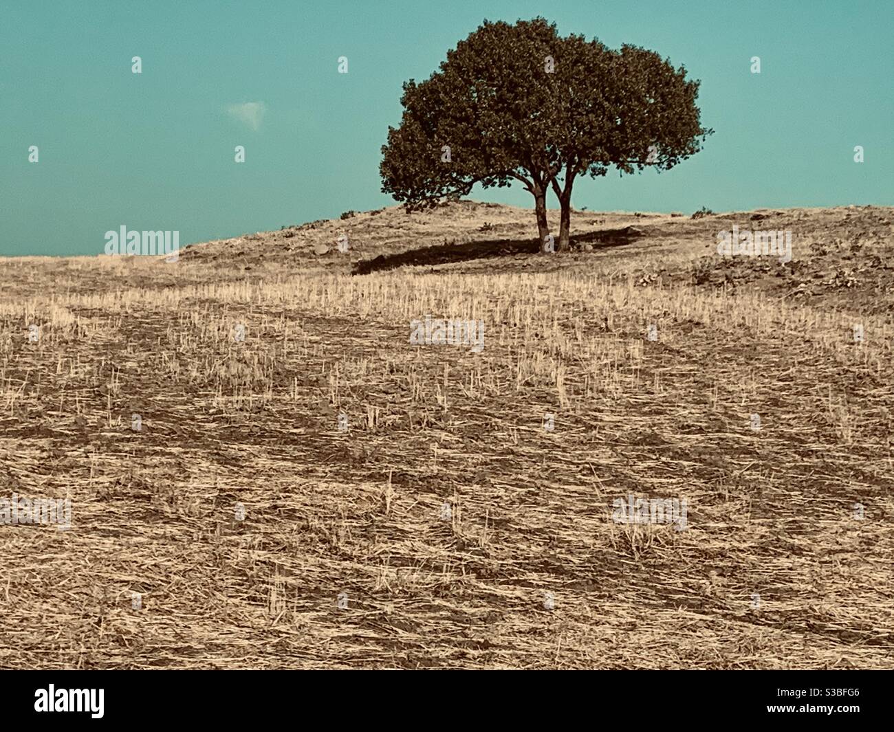 Ombreggiatura su un paesaggio di paglia Foto Stock