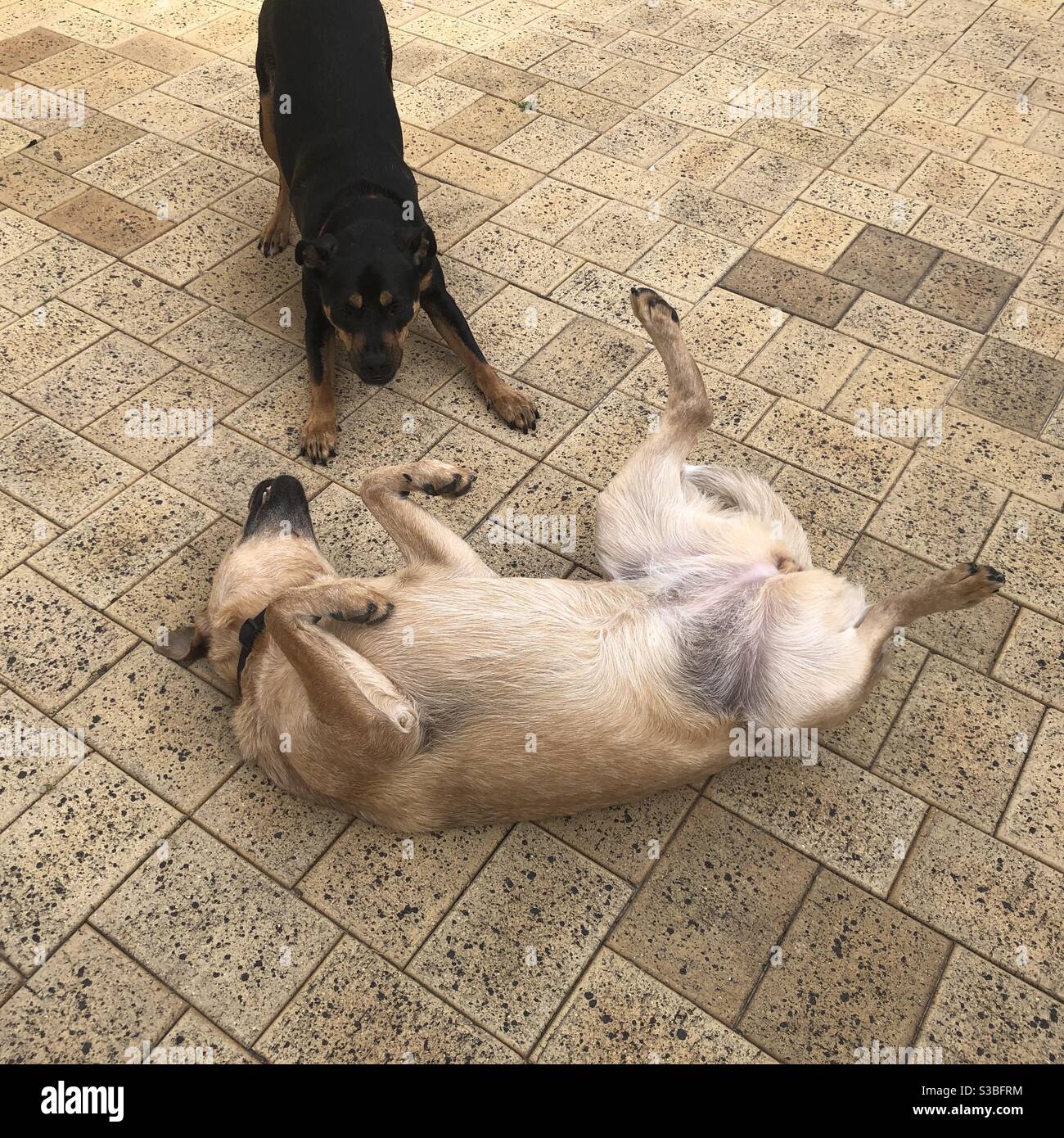 Due cani che giocano. Rota è una Croce di Staffy Kelpie di due anni. Chili è un cane australiano di bestiame di due anni - anche conosciuto come un heeler rosso. - Immagine stock catturata con smartphone