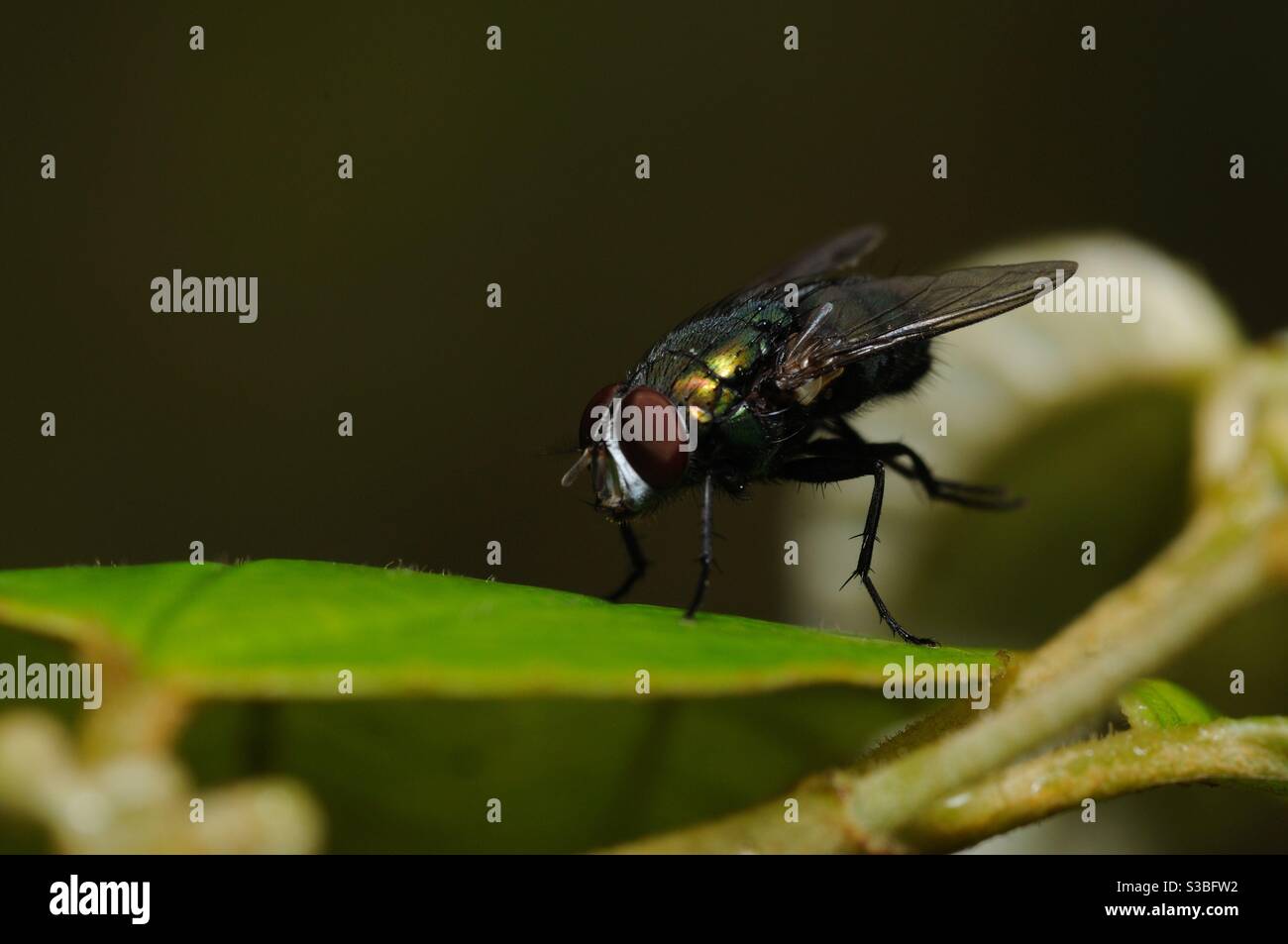 Vola su una pianta durante il giorno Foto Stock