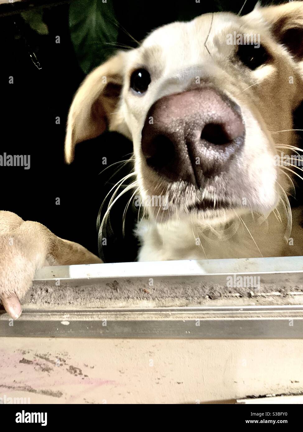Golden Labrador mix guardando attraverso la finestra (e lui è nostro) Foto Stock