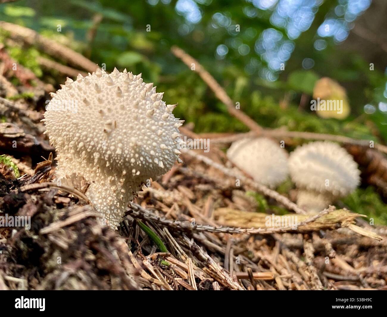 Fungo puffball comune, Lycoperdon perlatum, al primo piano in una giornata di sole Foto Stock