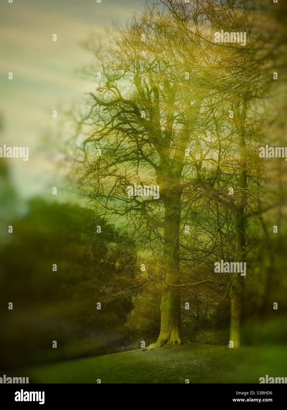 paesaggio di parkland che mostra due alberi che utilizzano l'illuminazione di movimento e strati per fornire una scena di fantasia astratta. Foto Stock