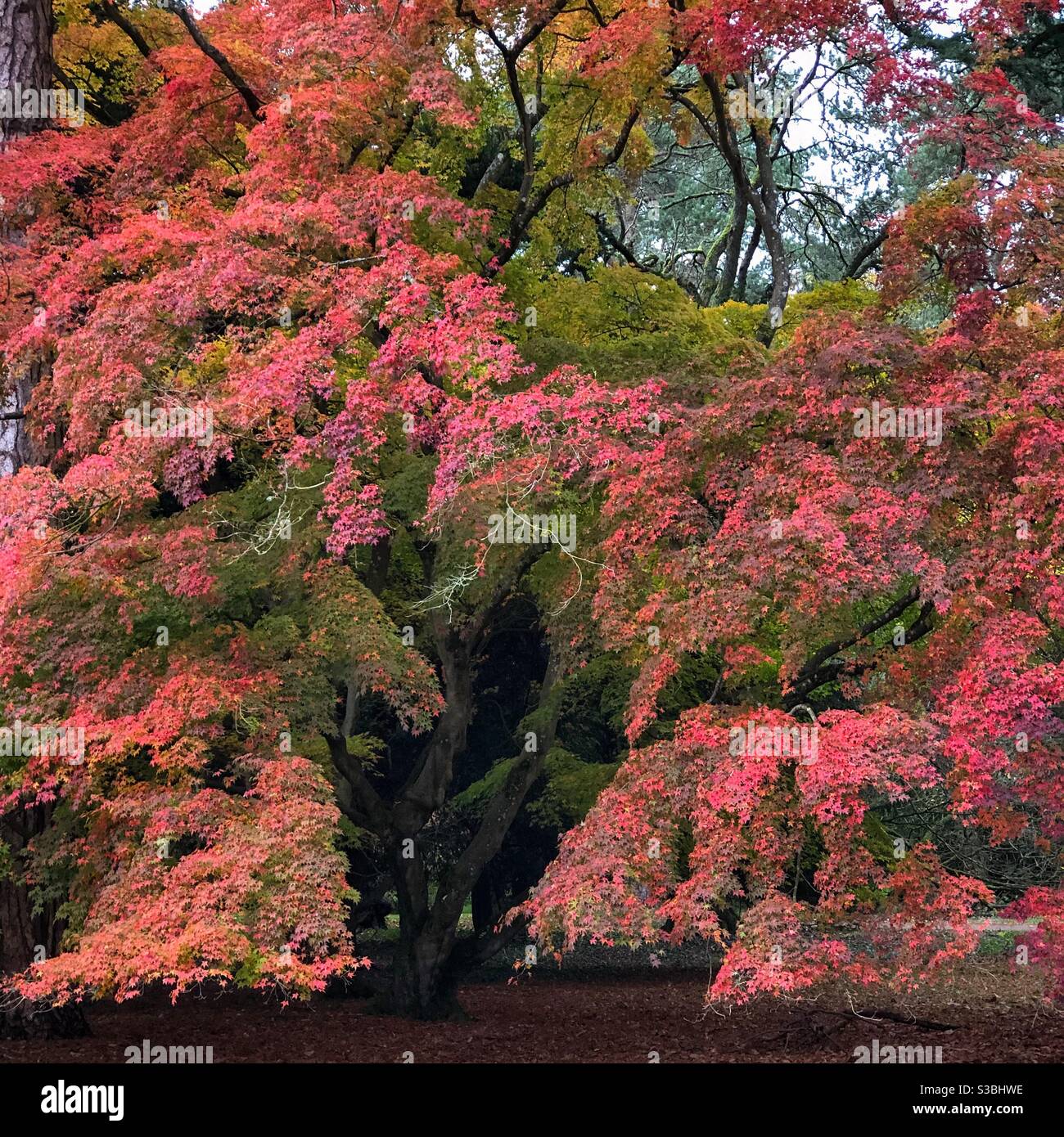 Albero di acero giapponese in autunno - Immagine stock catturata con smartphone