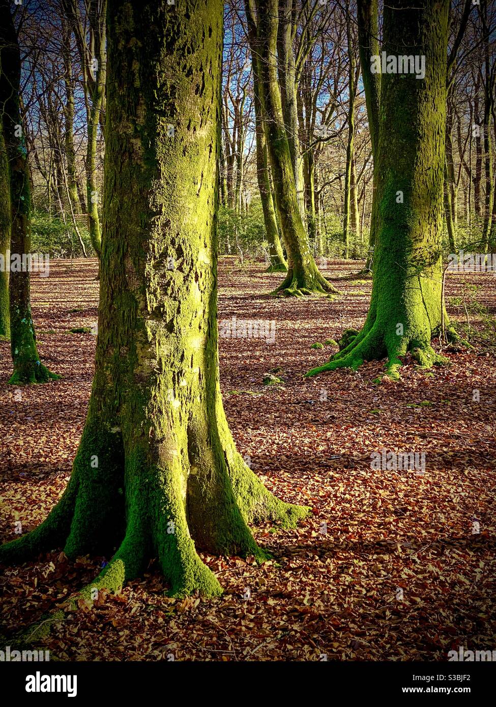 Moss coperto alberi di faggio in autunno nel nuovo Forest Hampshire Regno Unito Foto Stock