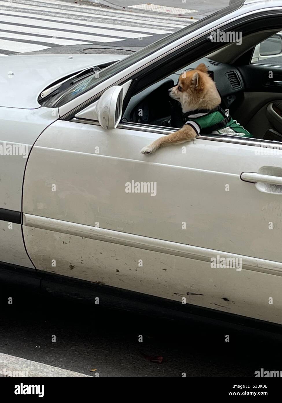 Guidare a New York è andato ai cani - Immagine stock catturata con smartphone