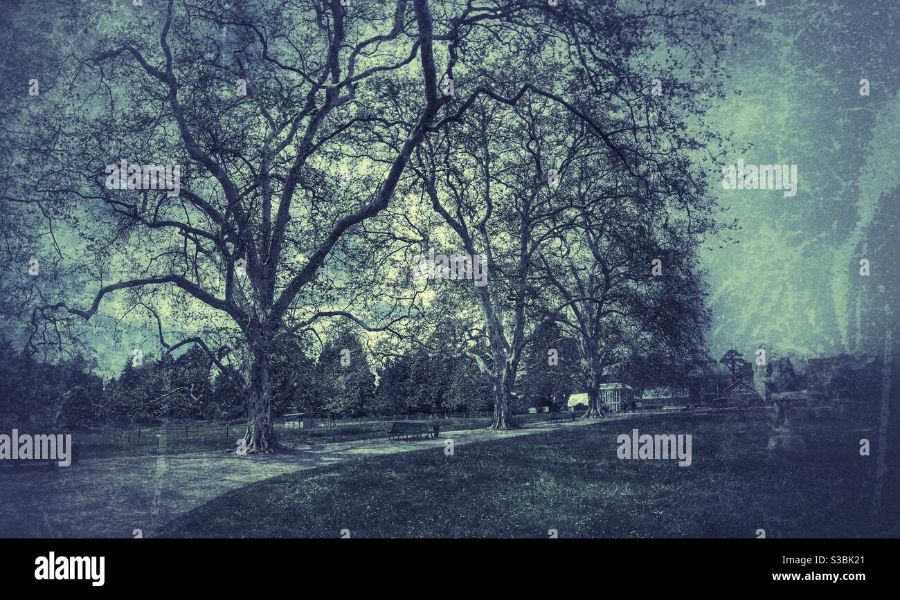 Bellissimi alberi nel giardino pubblico Ginevra Svizzera - Immagine stock catturata con smartphone
