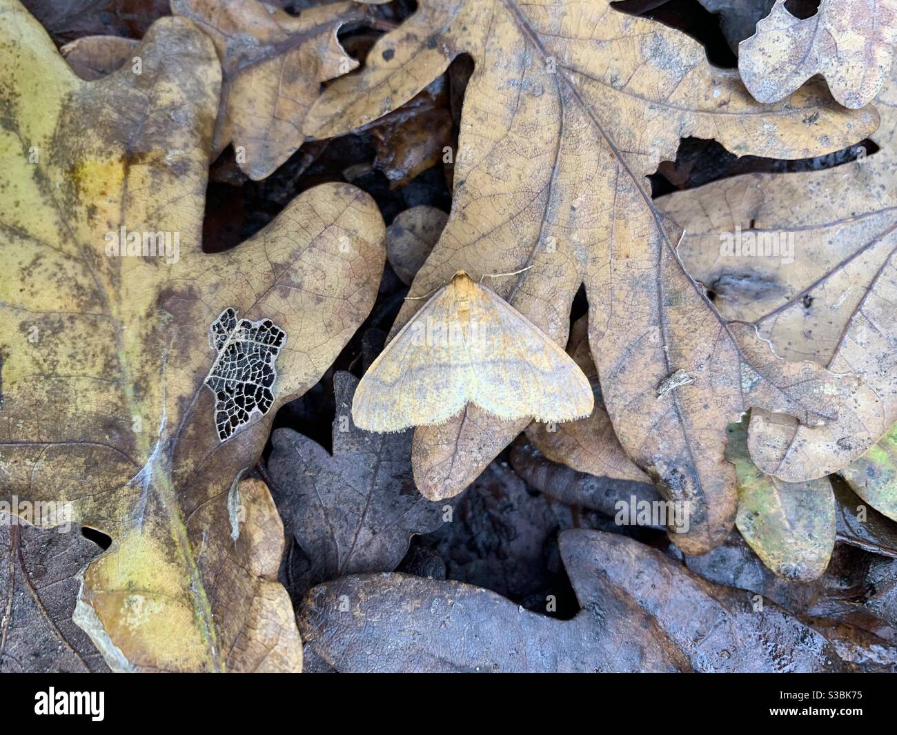 La falce mimetata contro foglie di quercia autunnali Foto Stock