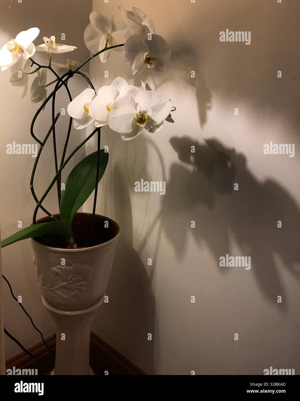 Orchidea bianca fiorente - Immagine stock catturata con smartphone