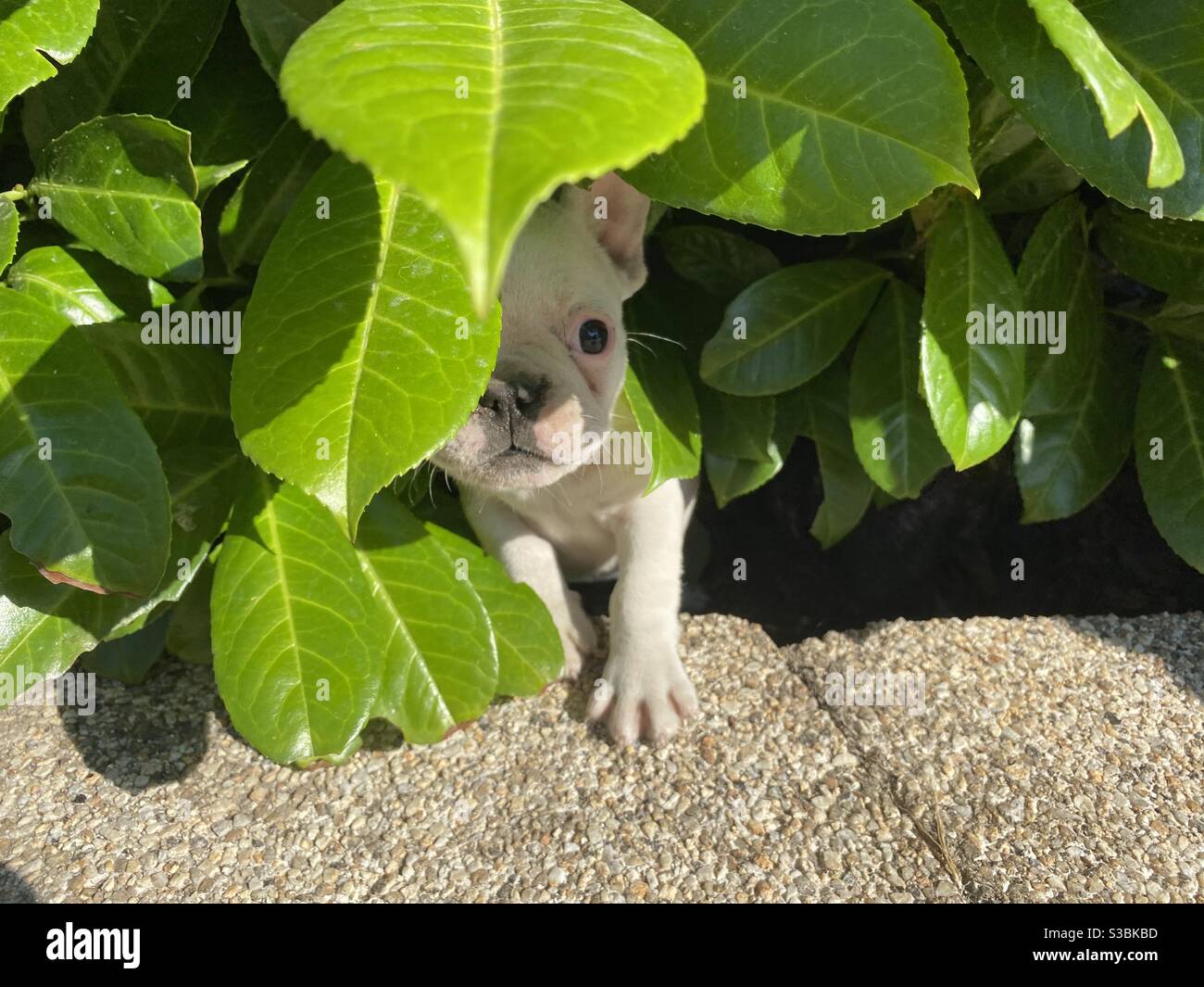 Puppie all'ombra - Immagine stock catturata con smartphone