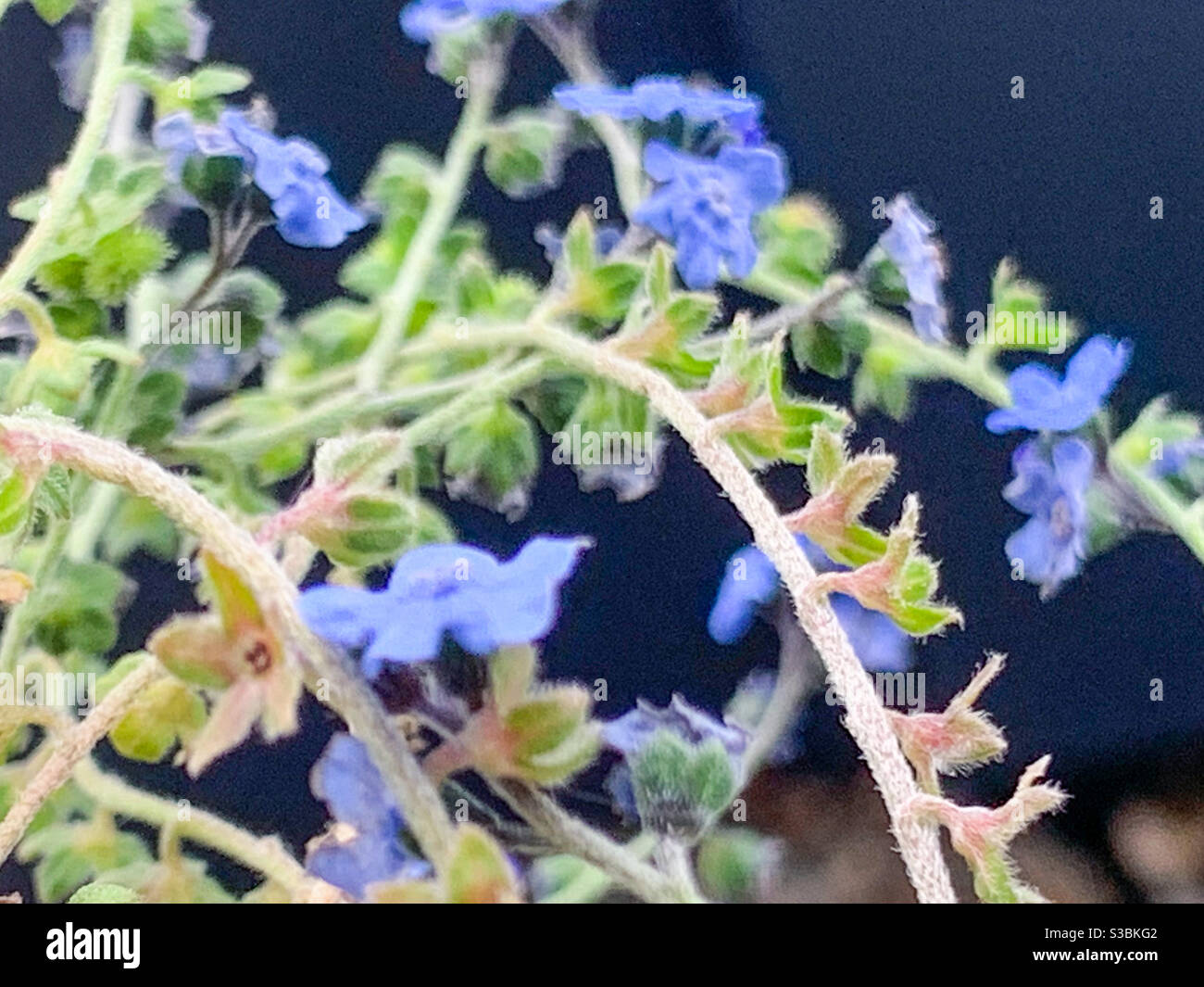 Dimenticate di me nots, gambi aggrovigliati di minuscoli fiori blu e foglie verdi che crescono nel giardino - Immagine stock catturata con smartphone