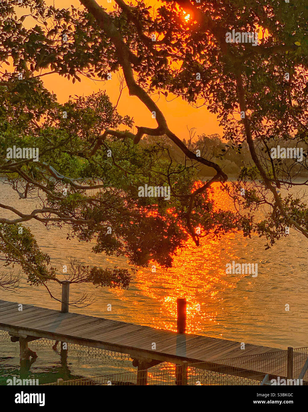 Cielo arancione e acqua, un maestoso vecchio albero si dirama sul fiume, l'acqua dai toni dorati color ambra che brillano al tramonto - Immagine stock catturata con smartphone