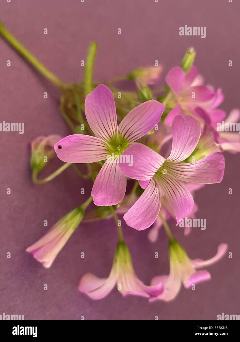 Fiori rosa oxalis su sfondo viola pastello - Immagine stock catturata con smartphone