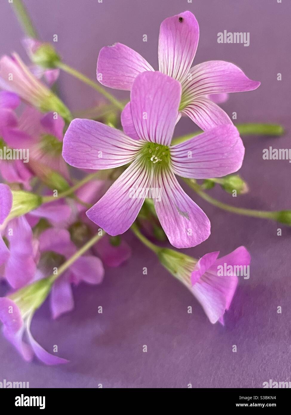Ancora vita rosa fiori oxalis su sfondo pastello - Immagine stock catturata con smartphone