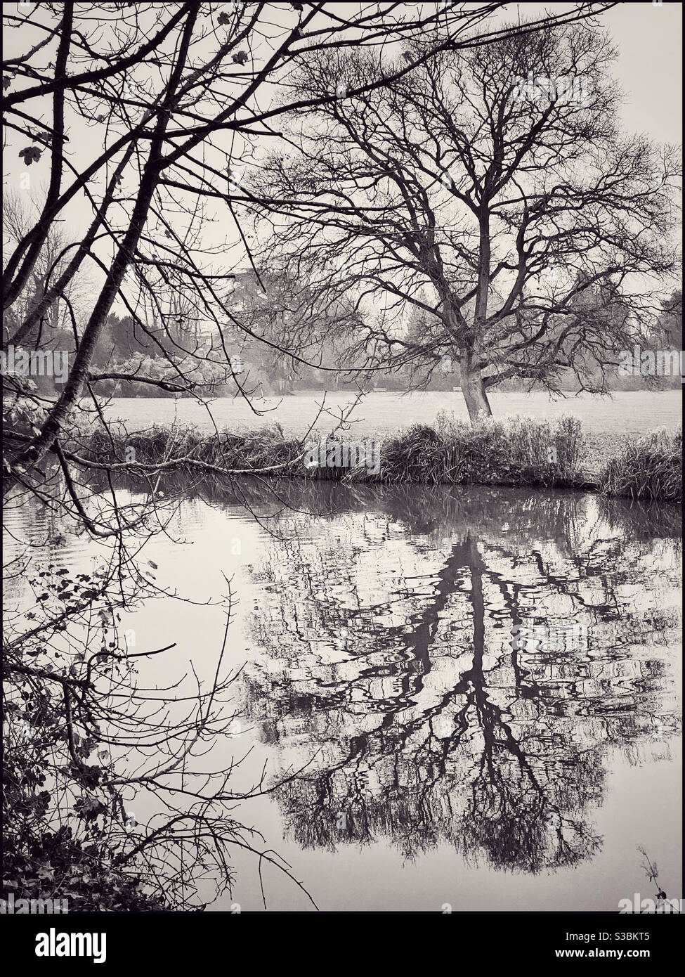 Albero invernale riflesso in un fiume. Immagine monocromatica con toni. Credito fotografico - ©️ COLIN HOSKINS. - Immagine stock catturata con smartphone