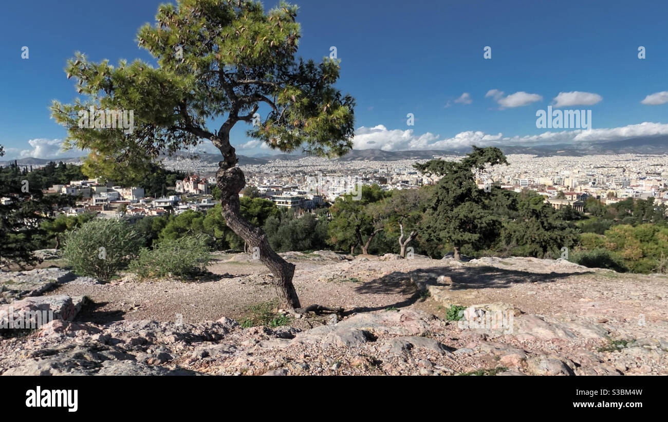 Vecchio albero a Areopagus Hill, in Akropolis, Atene, Grecia, Europa - Immagine stock catturata con smartphone