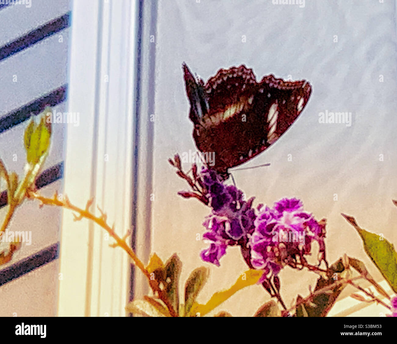 Primo piano di una bella farfalla bianca e nera su un Fiore viola Geisha Girl pianta di fronte a un grigio casa di tenuta Foto Stock