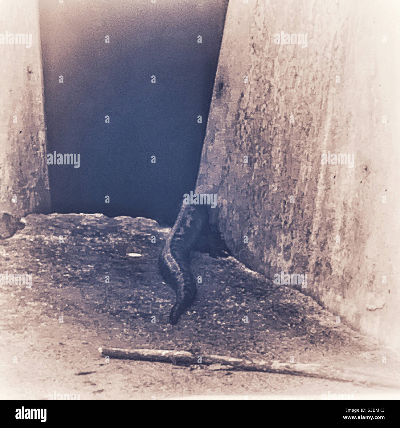 Coda di serpente, un grande serpente di carpet scivola indietro dentro dietro il blocco di calcestruzzo del muro di rottura Foto Stock