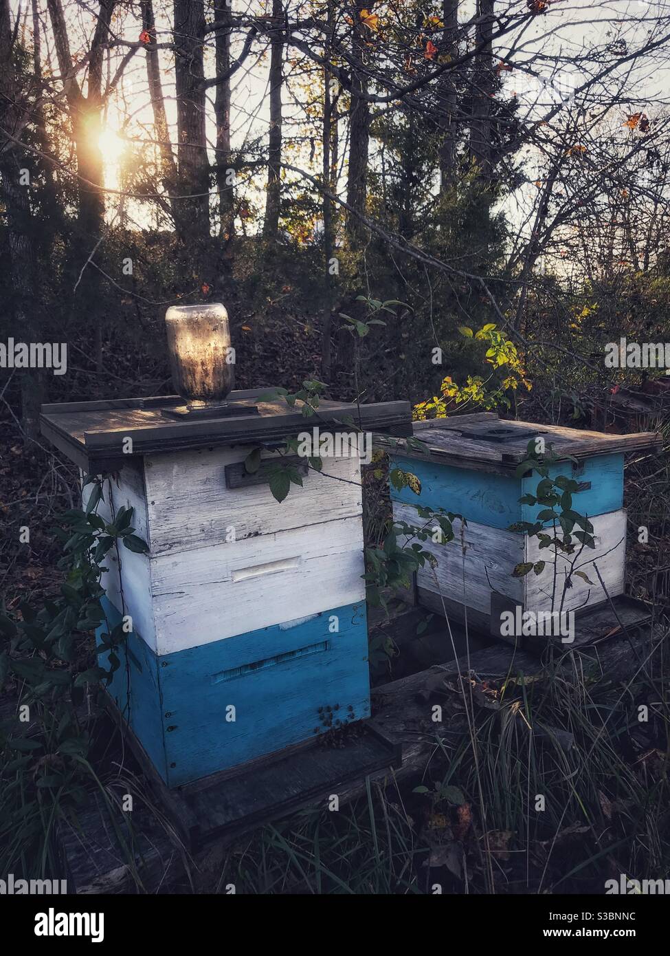 Sole nel tardo pomeriggio con le case delle api nel North Carolina, novembre Foto Stock