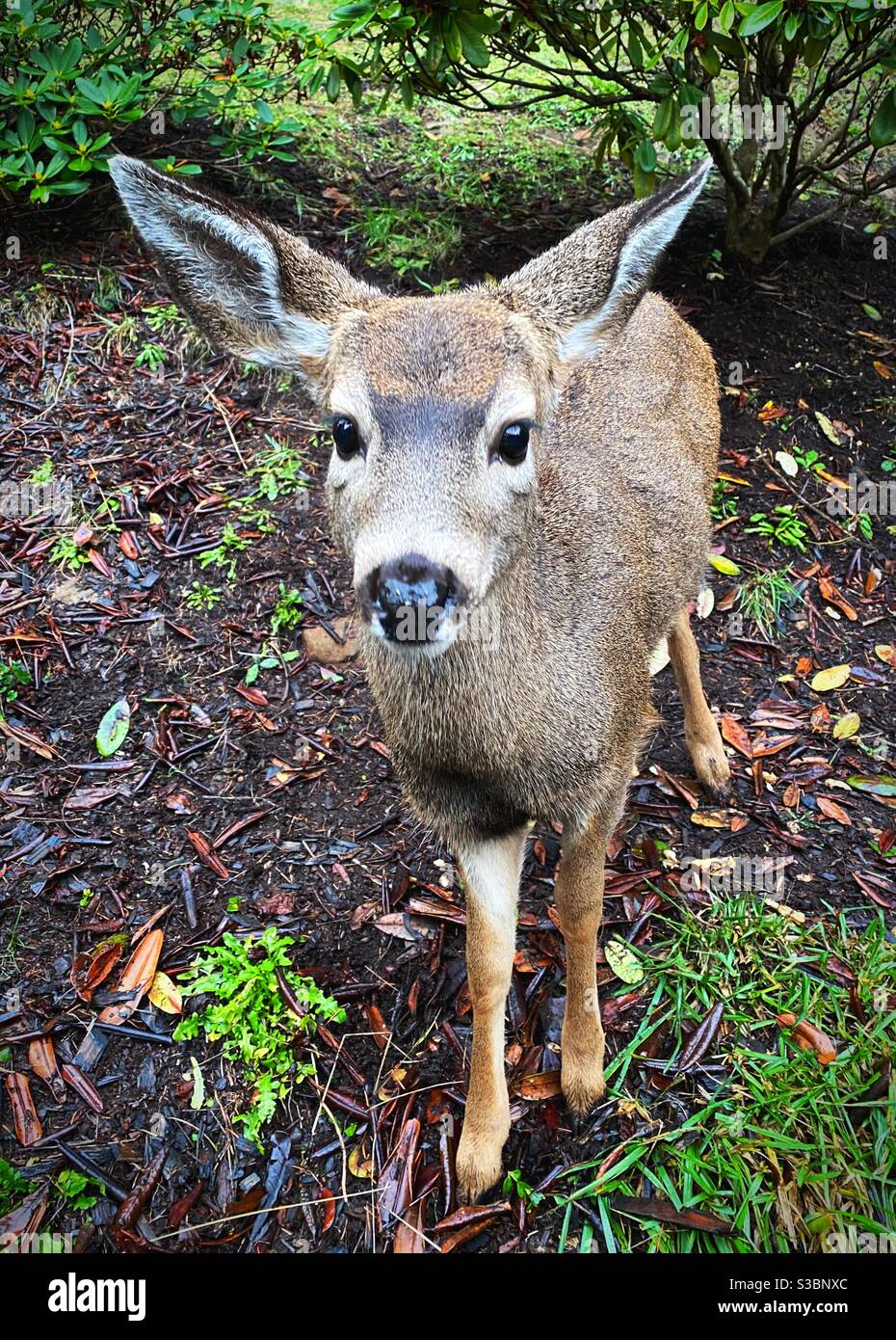 Un giovane cervo dalla coda nera a Eugene, Oregon. Foto Stock