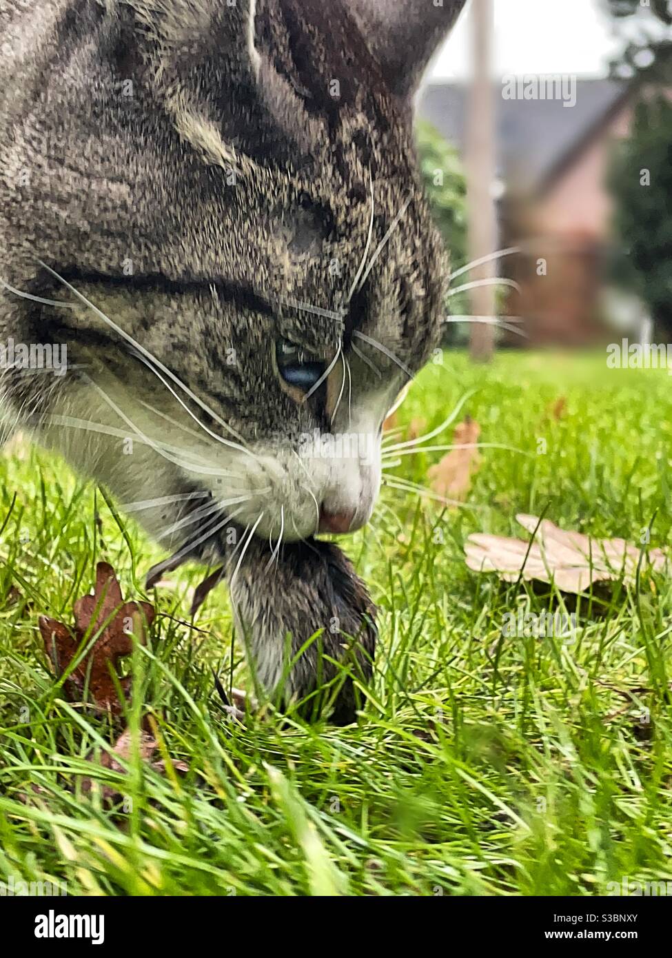 Preda - Immagine stock catturata con smartphone