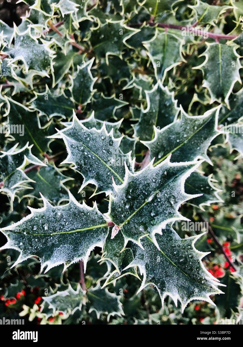 Frosty Holly pianta in Inghilterra inverno Foto Stock