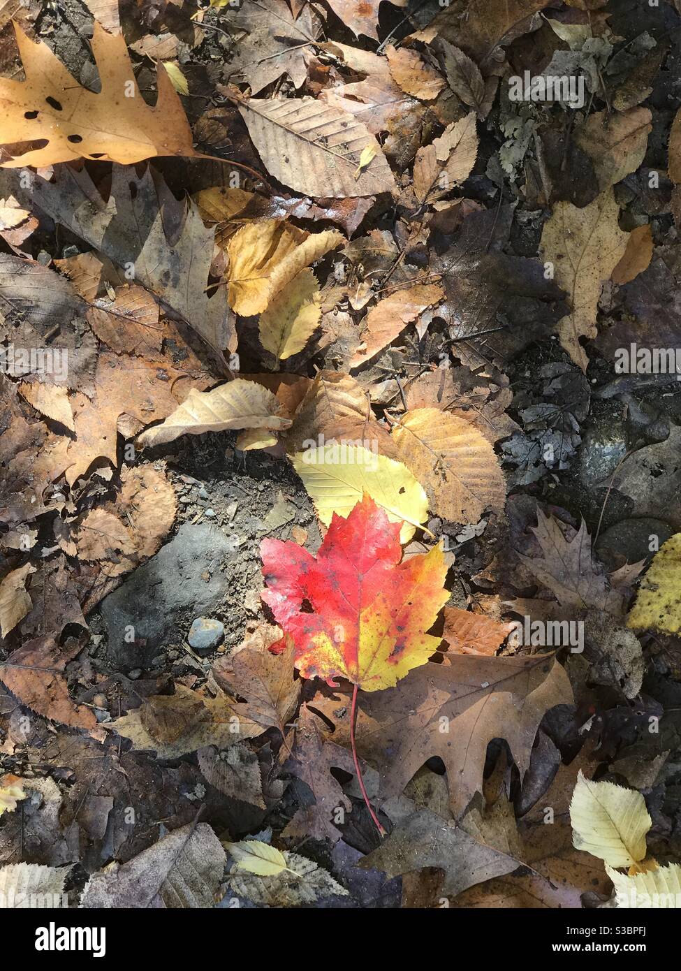 Foglia arrugginita tra foglie secche Foto Stock