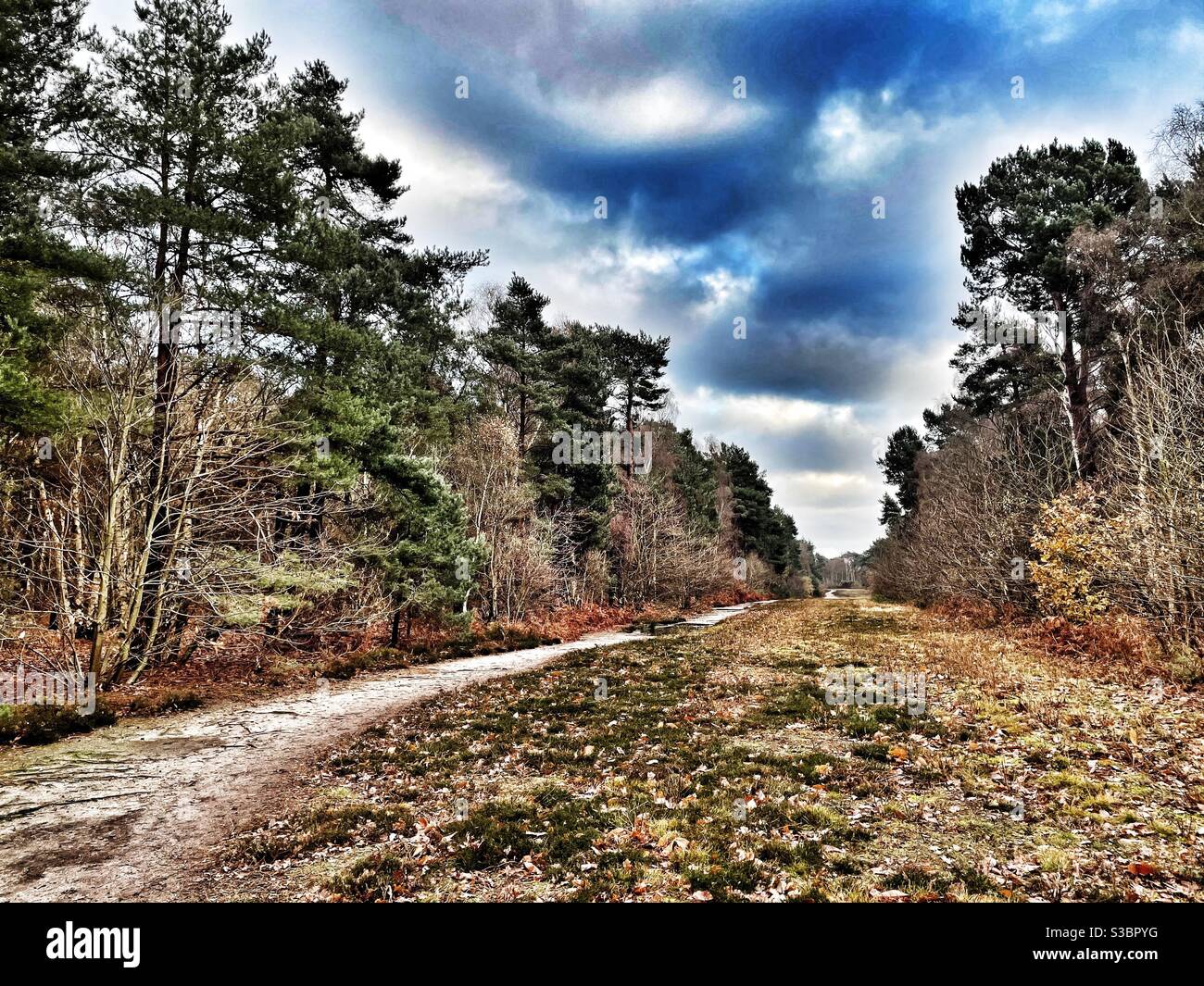 Sentiero pubblico Sutton Heath Suffolk UK Foto Stock