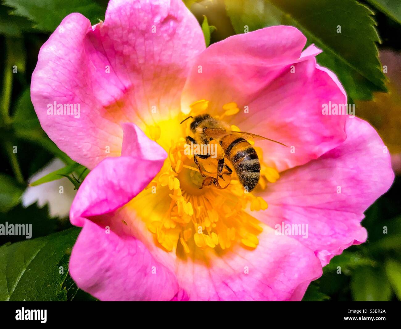 Ape di miele che raccoglie nettare da un fiore. Ape di miele con polline sulle gambe Foto Stock