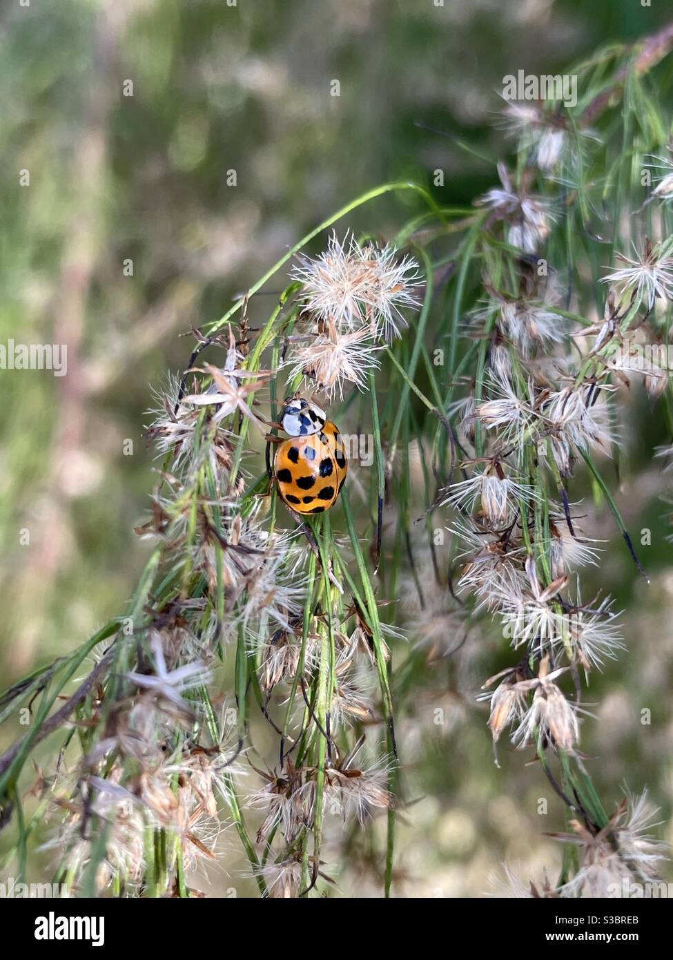 Ladybug macchiato nero e arancione, conosciuto anche come ladybird on pianta di foresta Foto Stock