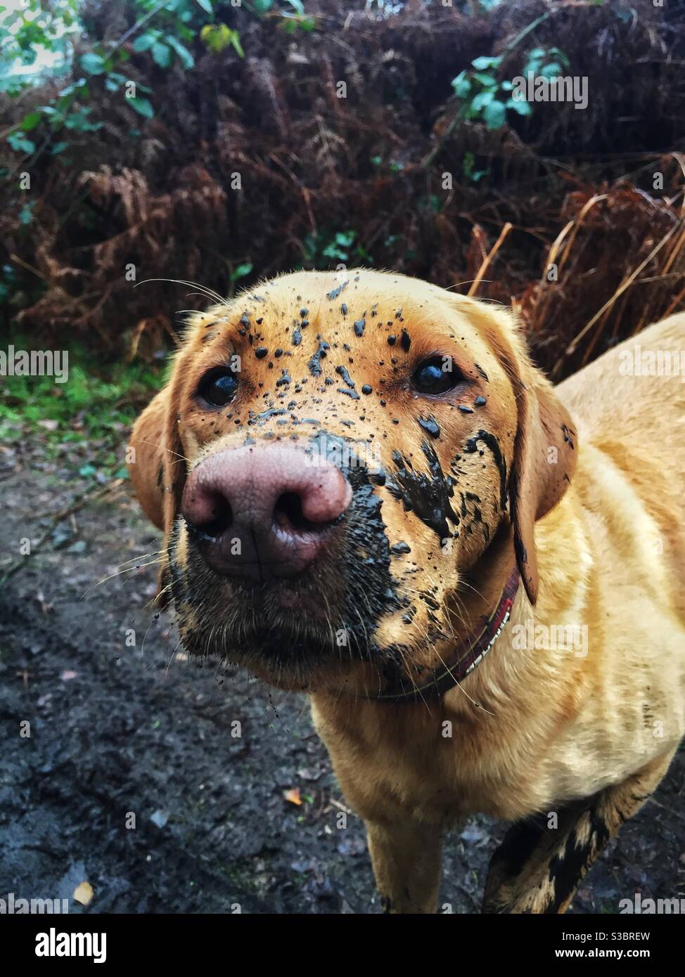 La testa e la faccia di un cane che è sporco e coperto di fango dopo una passeggiata con il tempo umido Foto Stock